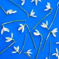 Snowdrop flower arranged on a blue background. Spring concept minimal pattern. Flat lay frame. Royalty Free Stock Photo