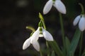 Snowdrop flower Royalty Free Stock Photo