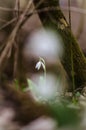 Snowdrop flower dreamy effect Royalty Free Stock Photo