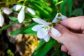 Snowdrop flower in a female hand. large image of petals