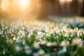 Snowdrop flower in the flowerbed of snowdrops during sunset Royalty Free Stock Photo