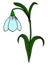 Snowdrop flower graphic colorful and spring isolated sketch
