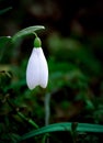 Snowdrop Flower With Green Stem in Forest Royalty Free Stock Photo