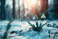 Snowdrop flower growing in snow in early spring forest. Spring flowers snowdrops symbolize the arrival of spring