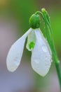 Snowdrop flower head with dew drops. Royalty Free Stock Photo