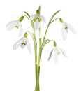 Snowdrop flower isolated Royalty Free Stock Photo