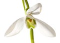 Snowdrop flower isolated Royalty Free Stock Photo