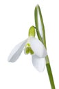 Snowdrop flower isolated on white Royalty Free Stock Photo
