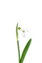 Snowdrop flower isolated on white background with clipping path Royalty Free Stock Photo