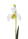 Snowdrop flower isolated on white background. Selective focus Royalty Free Stock Photo