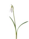 Snowdrop flower isolated on white background. Selective focus Royalty Free Stock Photo