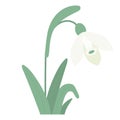 Snowdrop flower with leaves. Gentle forest spring white flower common snowdrop. Vector illustration. For design Royalty Free Stock Photo