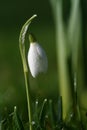 Snowdrop flower in morning dew