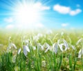 Snowdrop flower with morning dew. Royalty Free Stock Photo