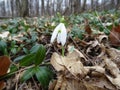 Snowdrop flowers in natural conditions, a rare spring flower