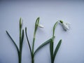 Snowdrop flower in natural conditions, a rare spring flower close-up