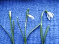 Snowdrop flower in natural conditions, a rare spring flower close-up