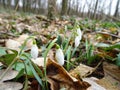 Snowdrop flowers in natural conditions, a rare spring flower