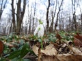 Snowdrop flowers in natural conditions, a rare spring flower