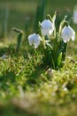 Snowdrop flower in nature with dew drops Royalty Free Stock Photo
