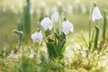 Snowdrop flower in nature with dew drops Royalty Free Stock Photo