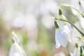 Snowdrop flower in nature with dew drops Royalty Free Stock Photo