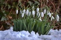 Snowdrop flower in snow