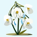 Snowdrop flower. Vector illustration of a bouquet of snowdrops. AI Generated