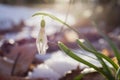 Snowdrop flower with water drop and sun ray reflection growing in the forest at early spring, soft focus. Fresh spring vibe. Royalty Free Stock Photo