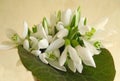 Snowdrop flowers