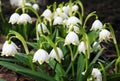 Snowdrop flowers