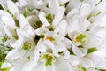Snowdrop flowers background Royalty Free Stock Photo