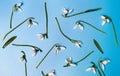 Snowdrop flowers background pattern on blue Royalty Free Stock Photo