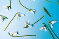 Snowdrop flowers background pattern on blue Royalty Free Stock Photo