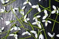 Snowdrop flowers background pattern on wooden table Royalty Free Stock Photo