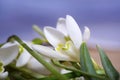 Snowdrop flowers background Royalty Free Stock Photo