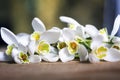 Snowdrop flowers background Royalty Free Stock Photo