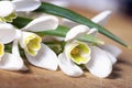 Snowdrop flowers background Royalty Free Stock Photo