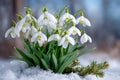 Snowdrop flowers blooming in crisp white snow Royalty Free Stock Photo