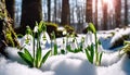 Snowdrop Flowers Blooming in Sunny Spring Forest: Snow Falling, Sun Rising Royalty Free Stock Photo