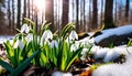 Snowdrop Flowers Blooming in Sunny Spring Forest: Snow Falling, Sun Rising Royalty Free Stock Photo