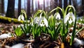 Snowdrop Flowers Blooming in Sunny Spring Forest: Snow Falling, Sun Rising Royalty Free Stock Photo