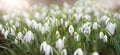 Snowdrop flowers blooming in winter and spring, sunlight shinning through the blossoms and leaves, first wildflower Royalty Free Stock Photo