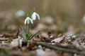 Snowdrop flowers closeup on the forest floor in the spring Royalty Free Stock Photo