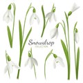 Snowdrop Flowers Collection Background Royalty Free Stock Photo