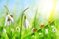 Snowdrop flowers with dewy grass and ladybugs on natural bokeh background. Royalty Free Stock Photo