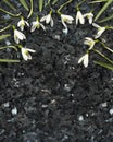 Snowdrop flowers on emerald pearl granite worktop