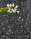 Snowdrop flowers on emerald pearl granite worktop