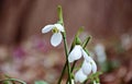 Snowdrop flowers on forest floor Royalty Free Stock Photo