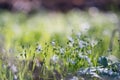 Snowdrop flowers in forest meadow at sunrise. Royalty Free Stock Photo